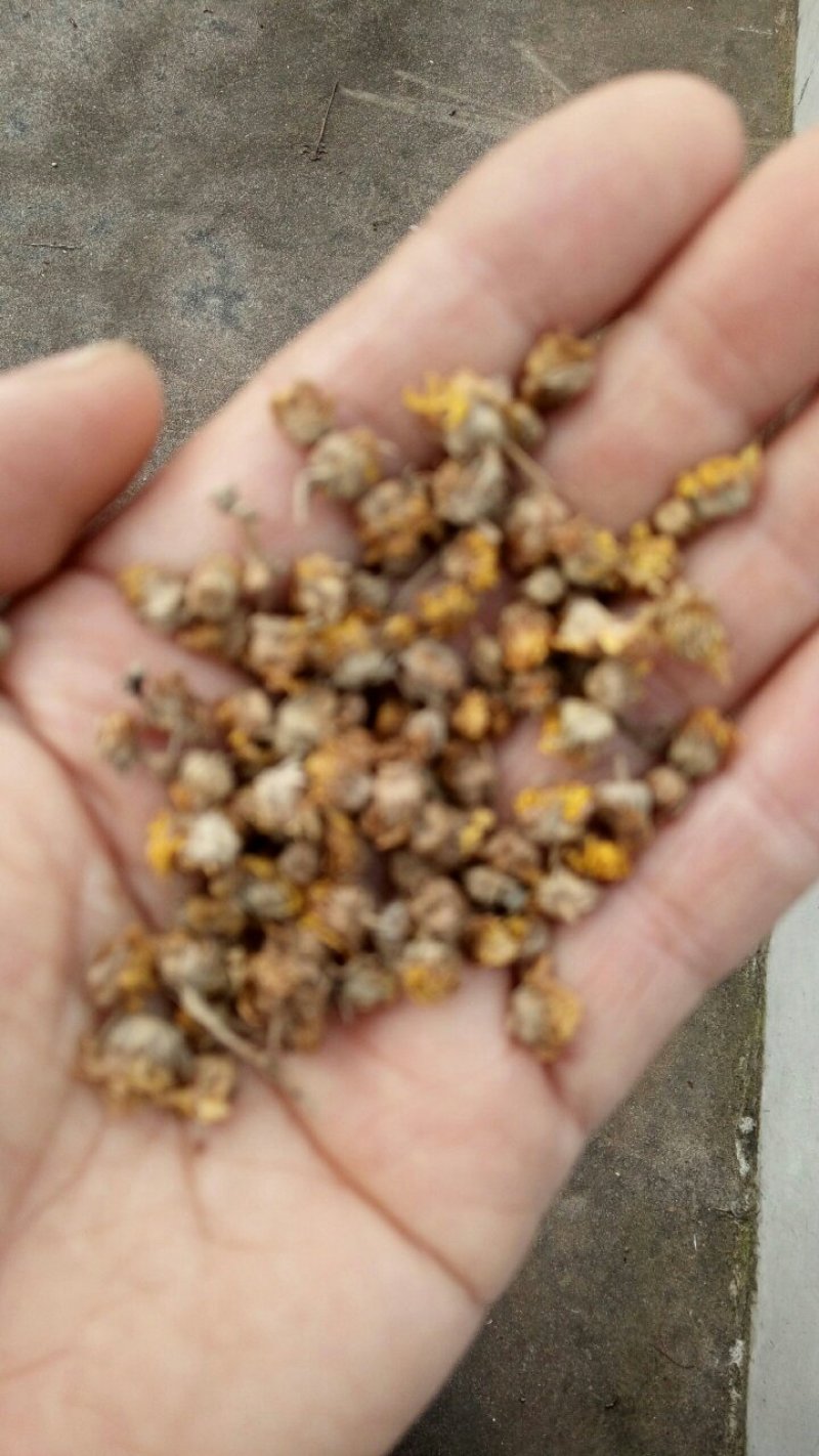野菊花河南野生精选颗粒