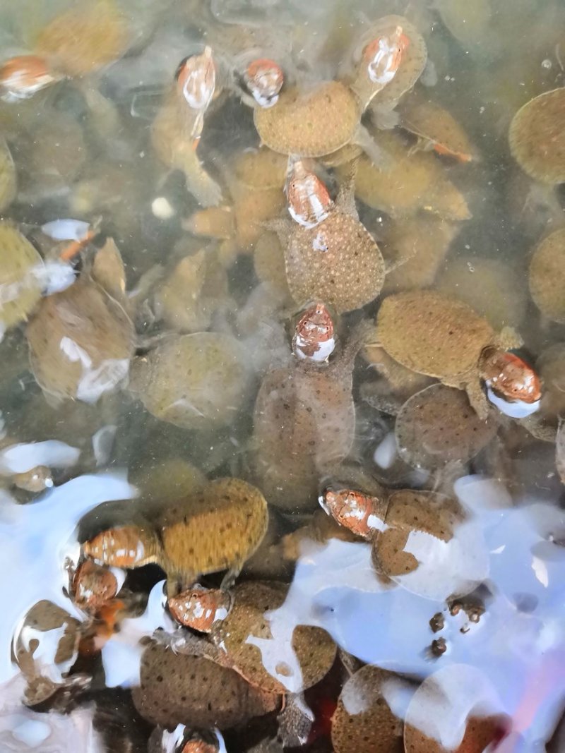 生态甲鱼苗，货源充足，有需要的随时欢迎