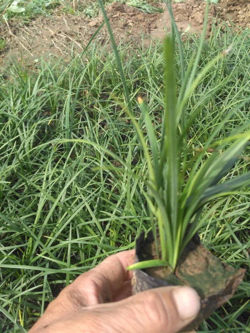 盆栽麦冬