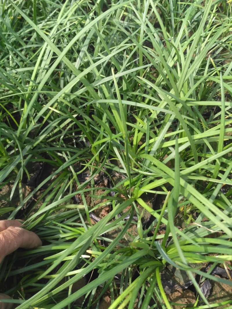 盆栽麦冬