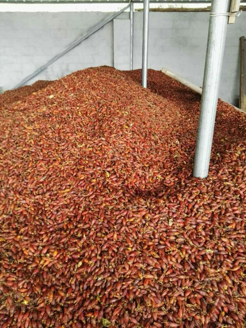 中药材下角料，混合粉。