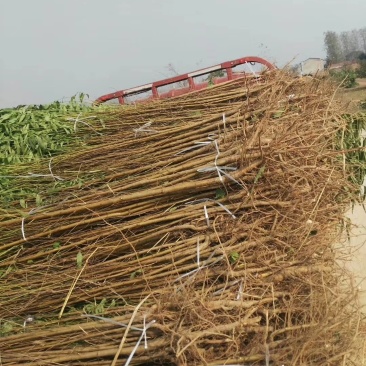 毛桃苗，占地桃树各品种桃树苗
