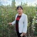 梨树苗，玉露香梨树苗