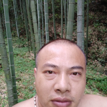 竹子10～15米