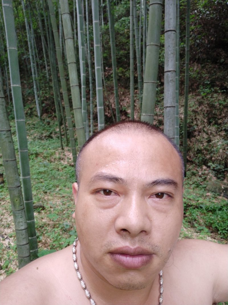 竹子10～15米