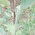 苹果树苗100cm以上