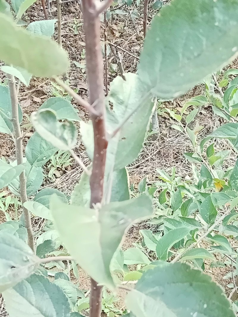 苹果树苗100cm以上