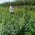 基地直销连翘苗