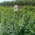 基地直销连翘苗