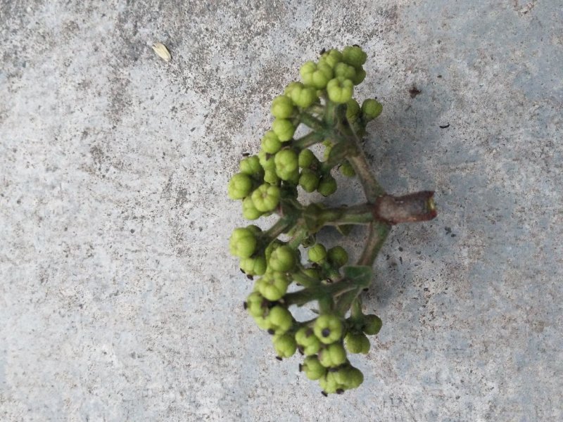 吴茱萸中花统