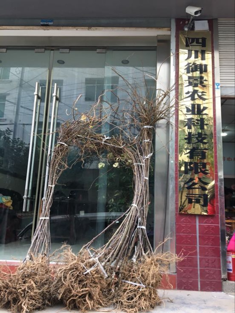 红心猕猴桃苗嫁接苗1~cm30cm以下