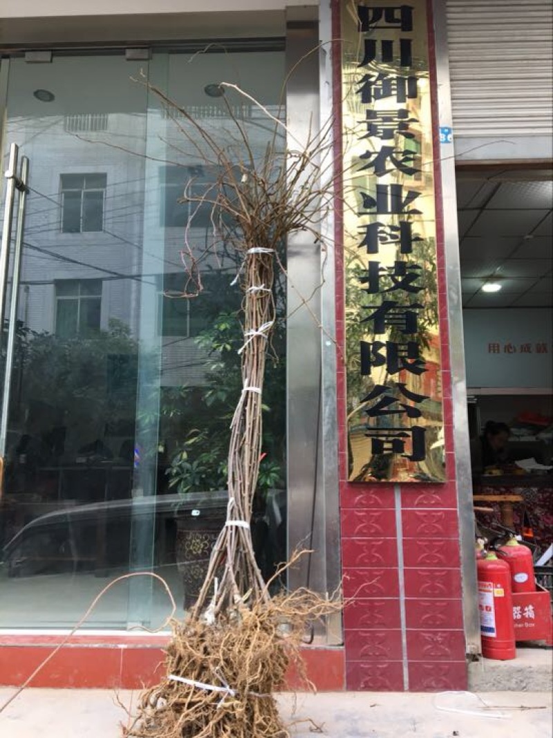 红心猕猴桃苗嫁接苗1~cm30cm以下