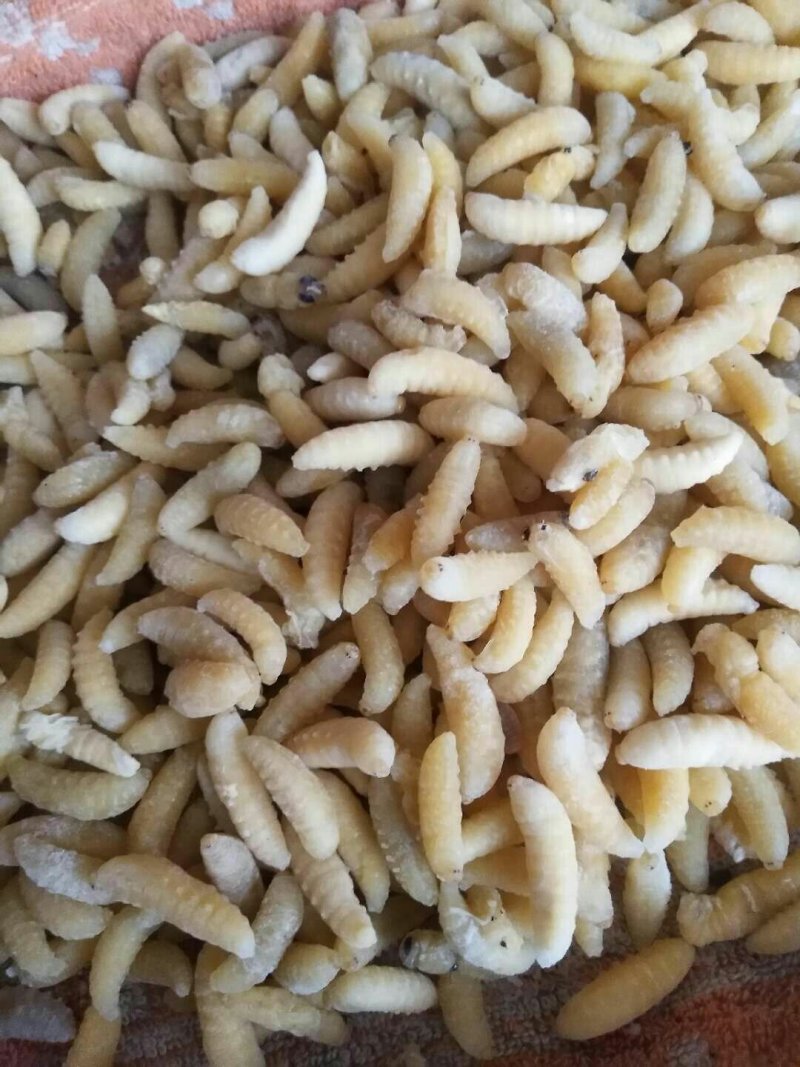 土蜂蛹，一级蜂蛹～活体蜂蛹