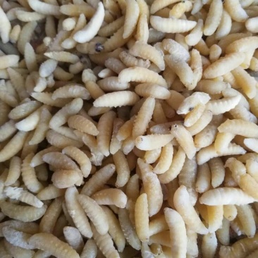土蜂蛹，一级蜂蛹～活体蜂蛹