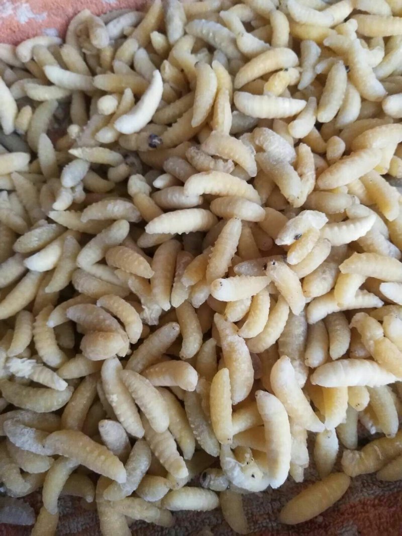 土蜂蛹，一级蜂蛹～活体蜂蛹