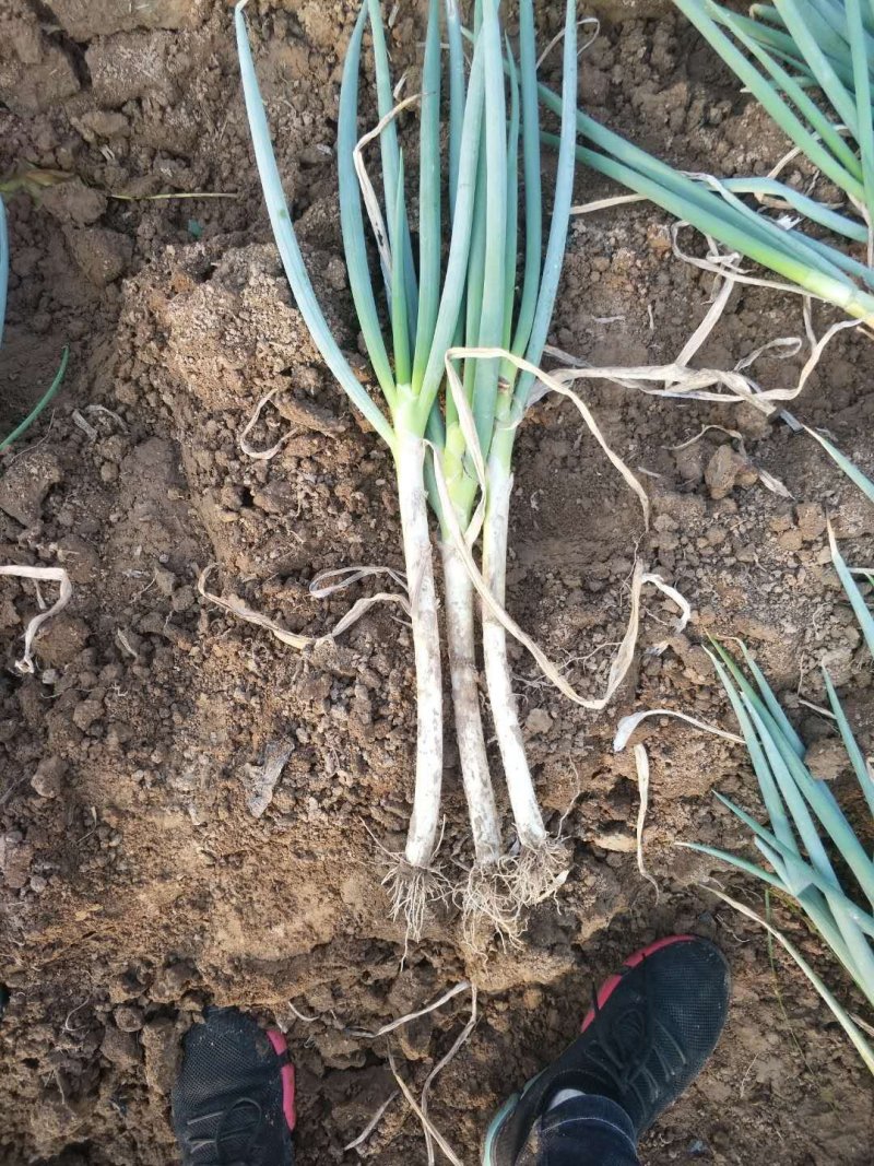 周口大葱钢葱批量走货
