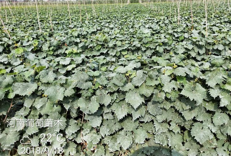 葡萄苗阳光玫瑰甜蜜蓝宝石夏黑户太八号等等
