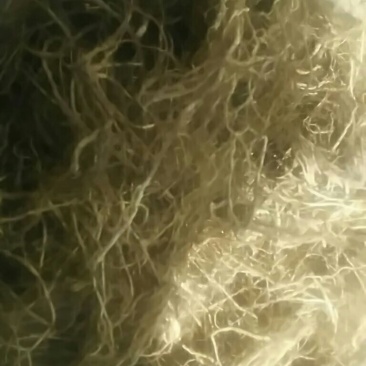 龙胆草