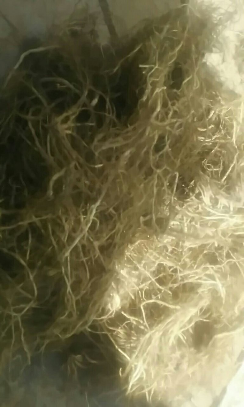 龙胆草