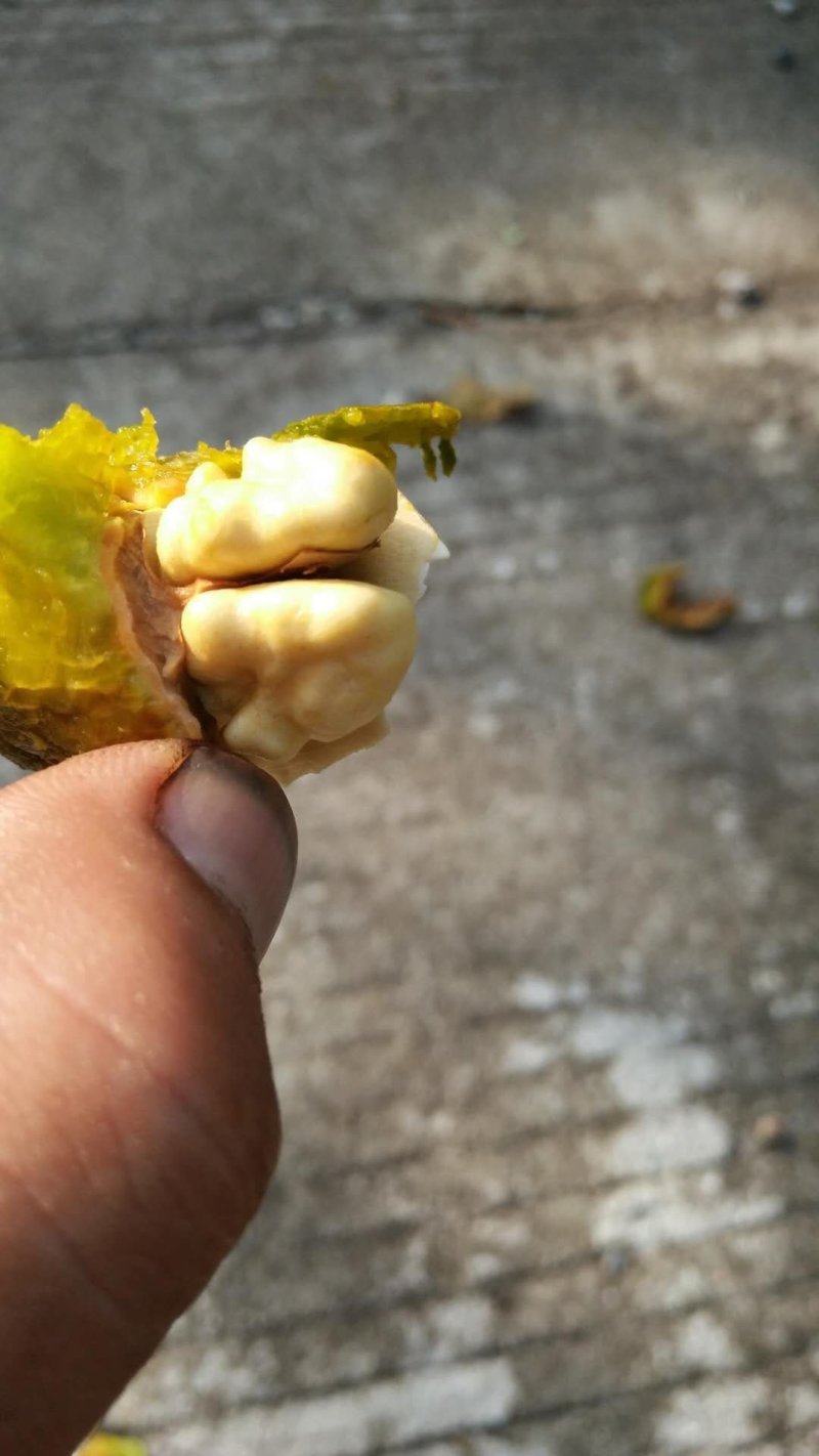 纸皮核桃青皮25mm以下湿