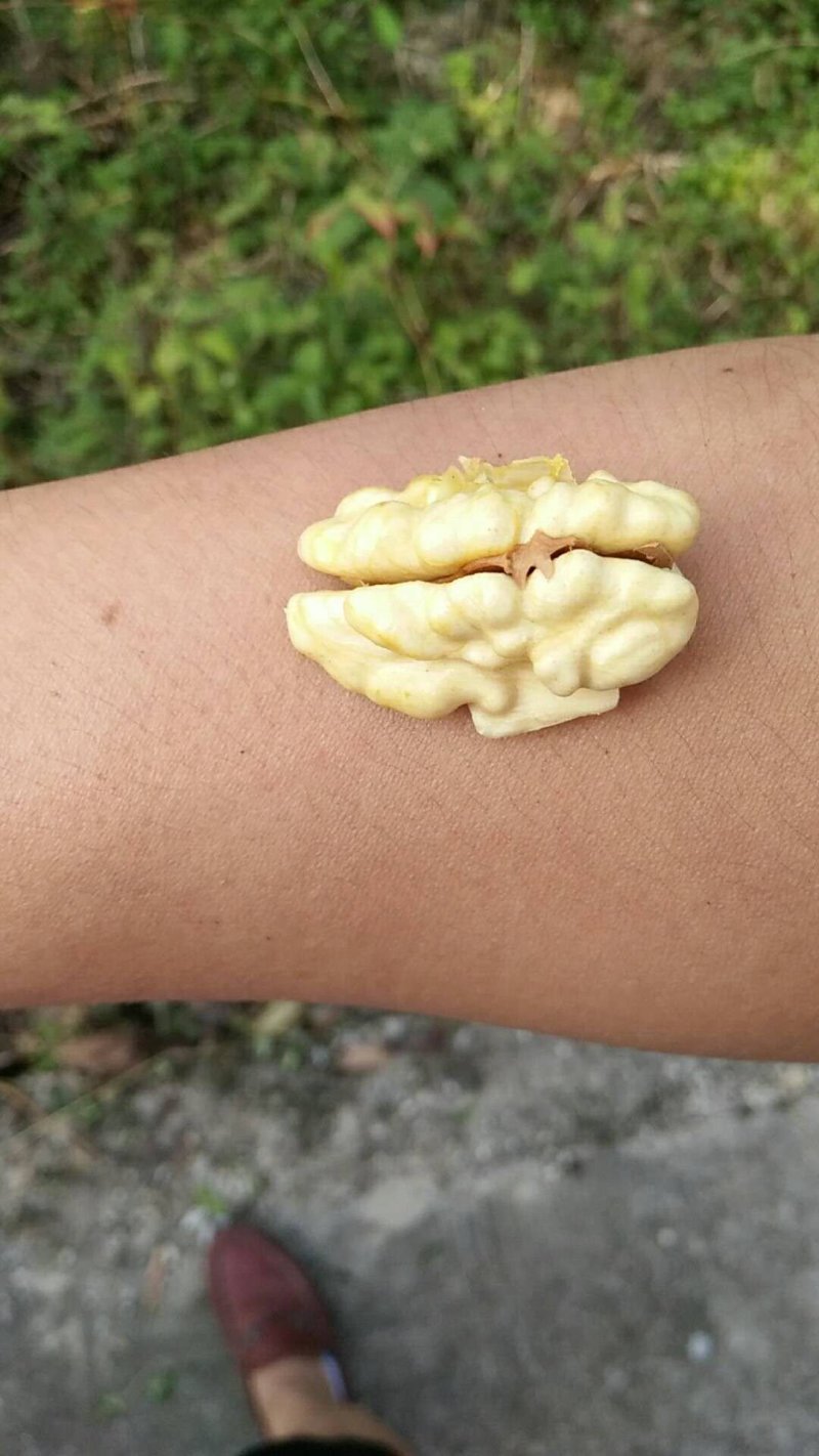 纸皮核桃青皮25mm以下湿