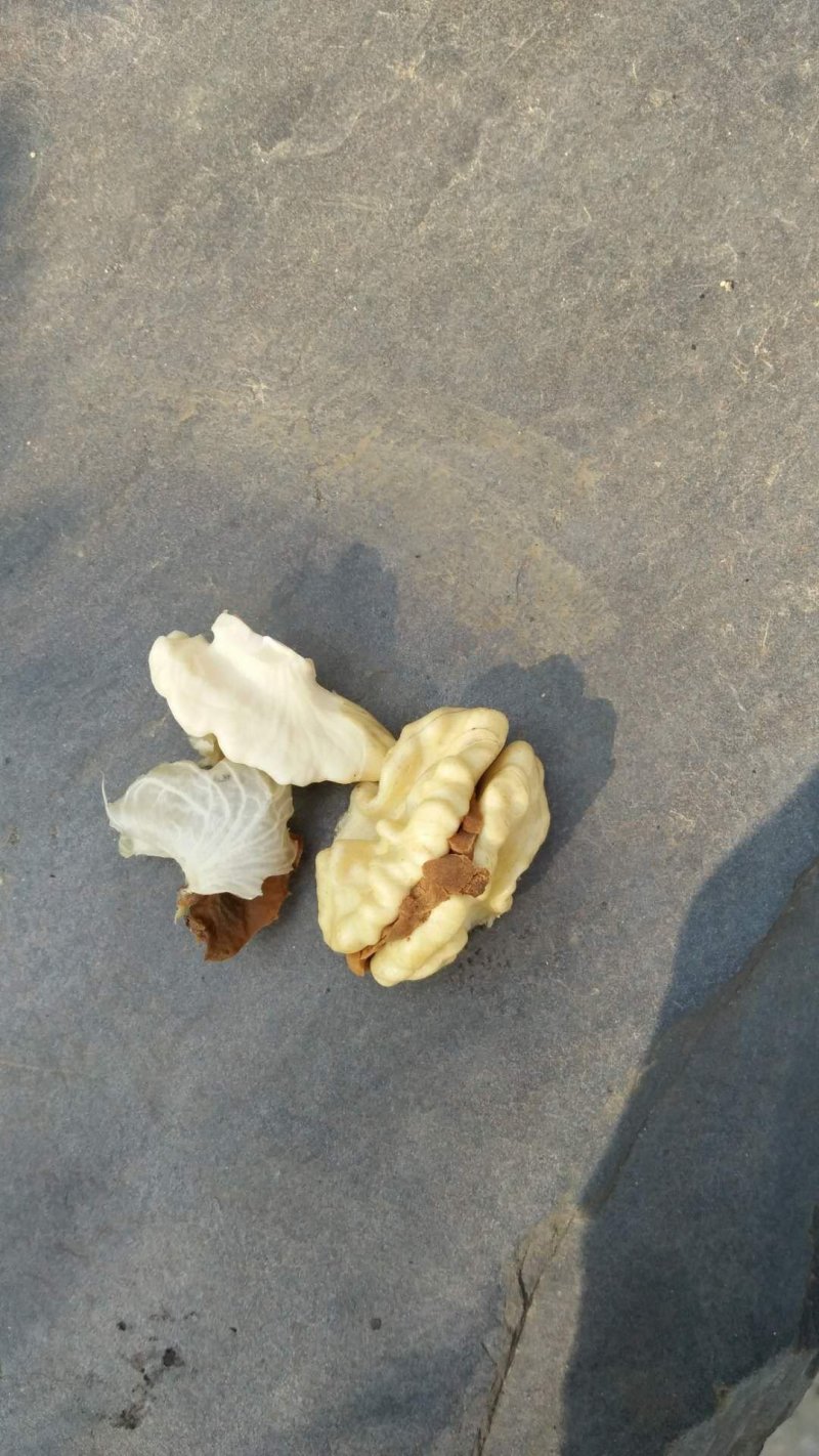 纸皮核桃青皮25mm以下湿