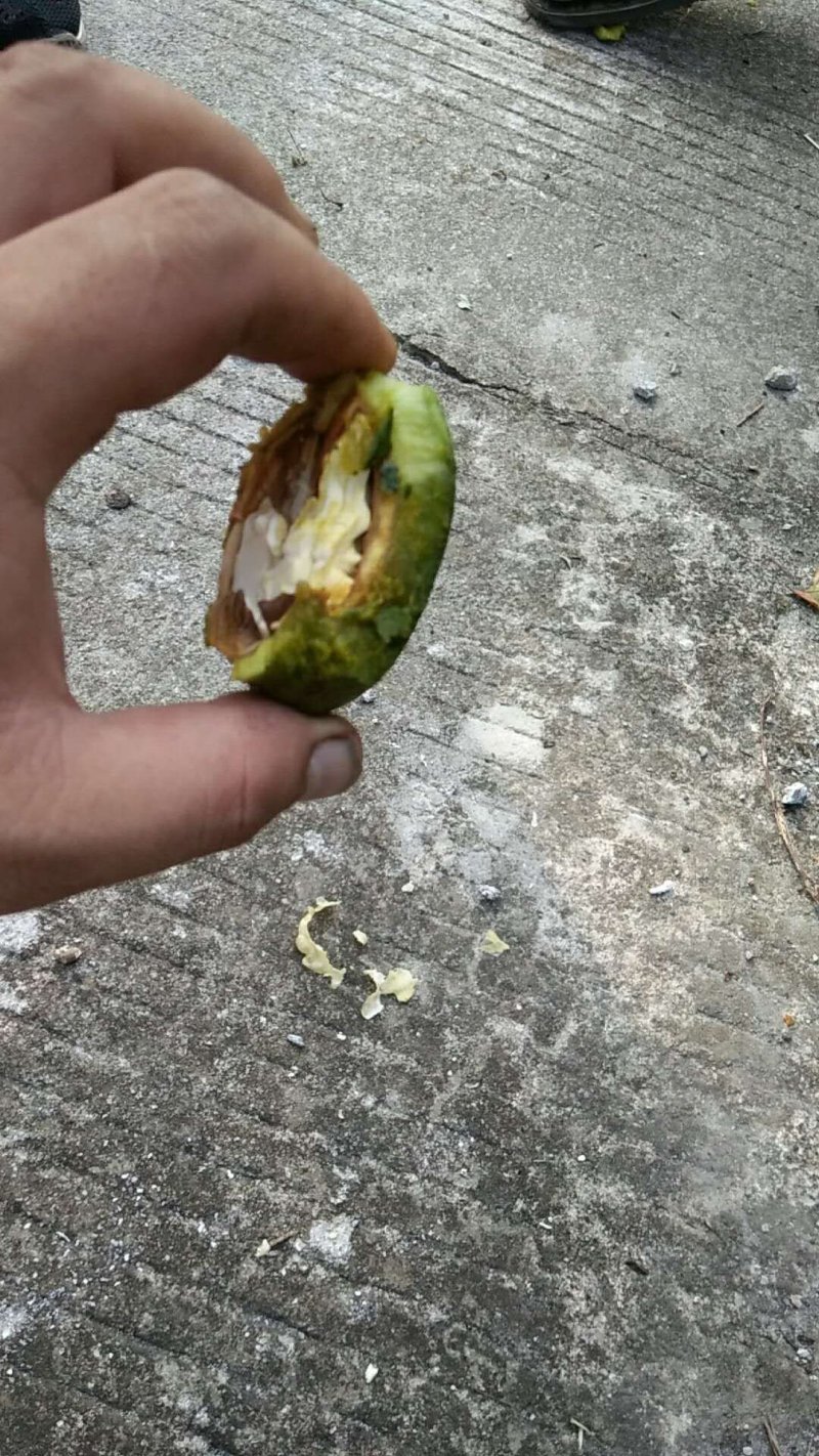 纸皮核桃青皮25mm以下湿