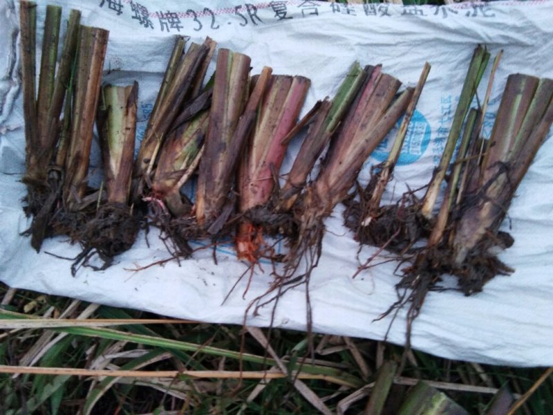 茭白老根种苗小单费事费工种苗价格高一点