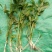 水芹菜种苗10~20cm