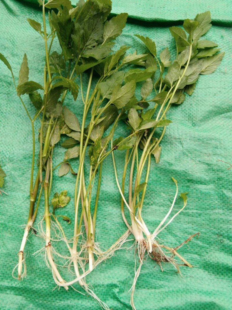 水芹菜种苗10~20cm