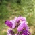 野生葛根花