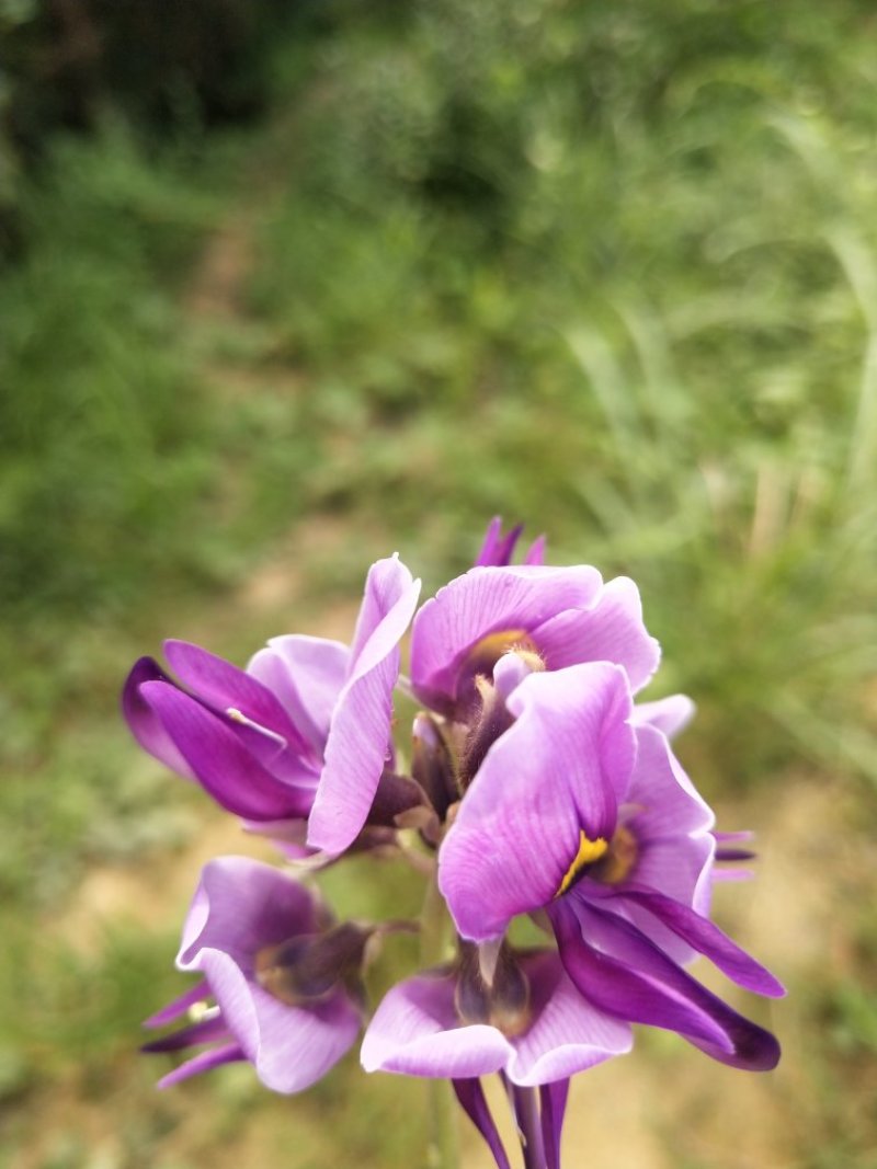 野生葛根花
