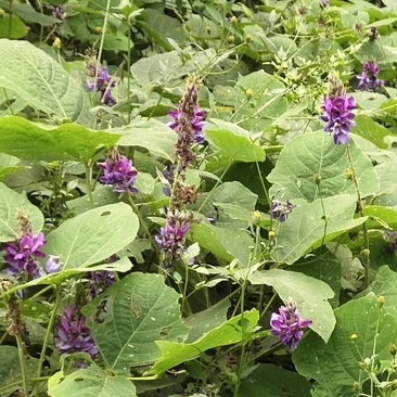 野生葛根花