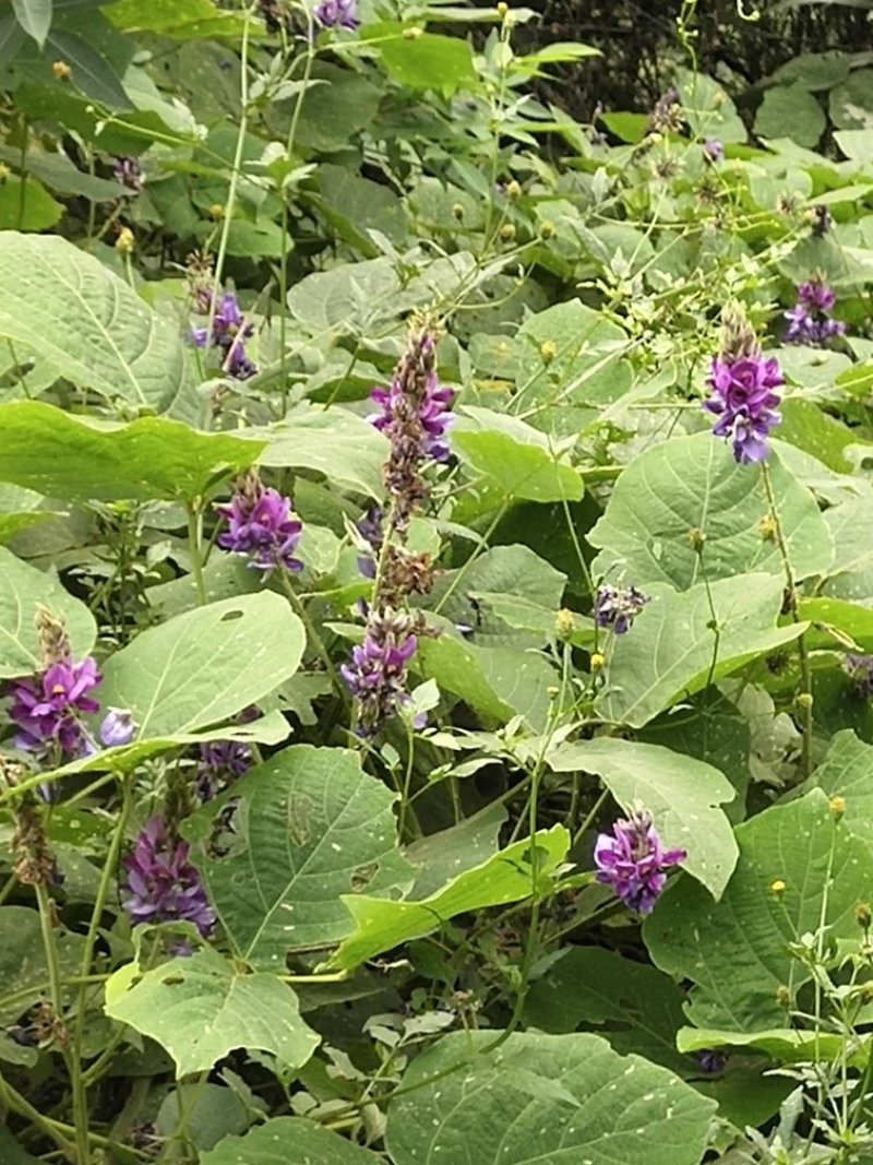 野生葛根花