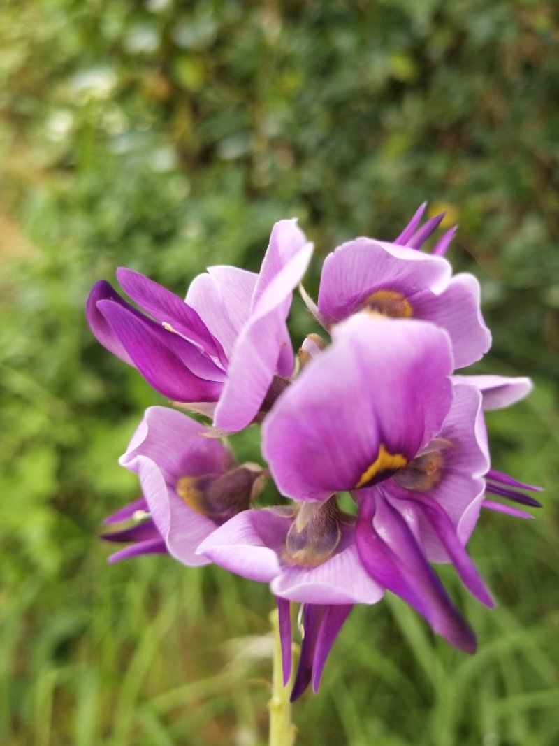 野生葛根花