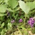 野生葛根花
