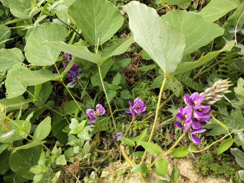 野生葛根花