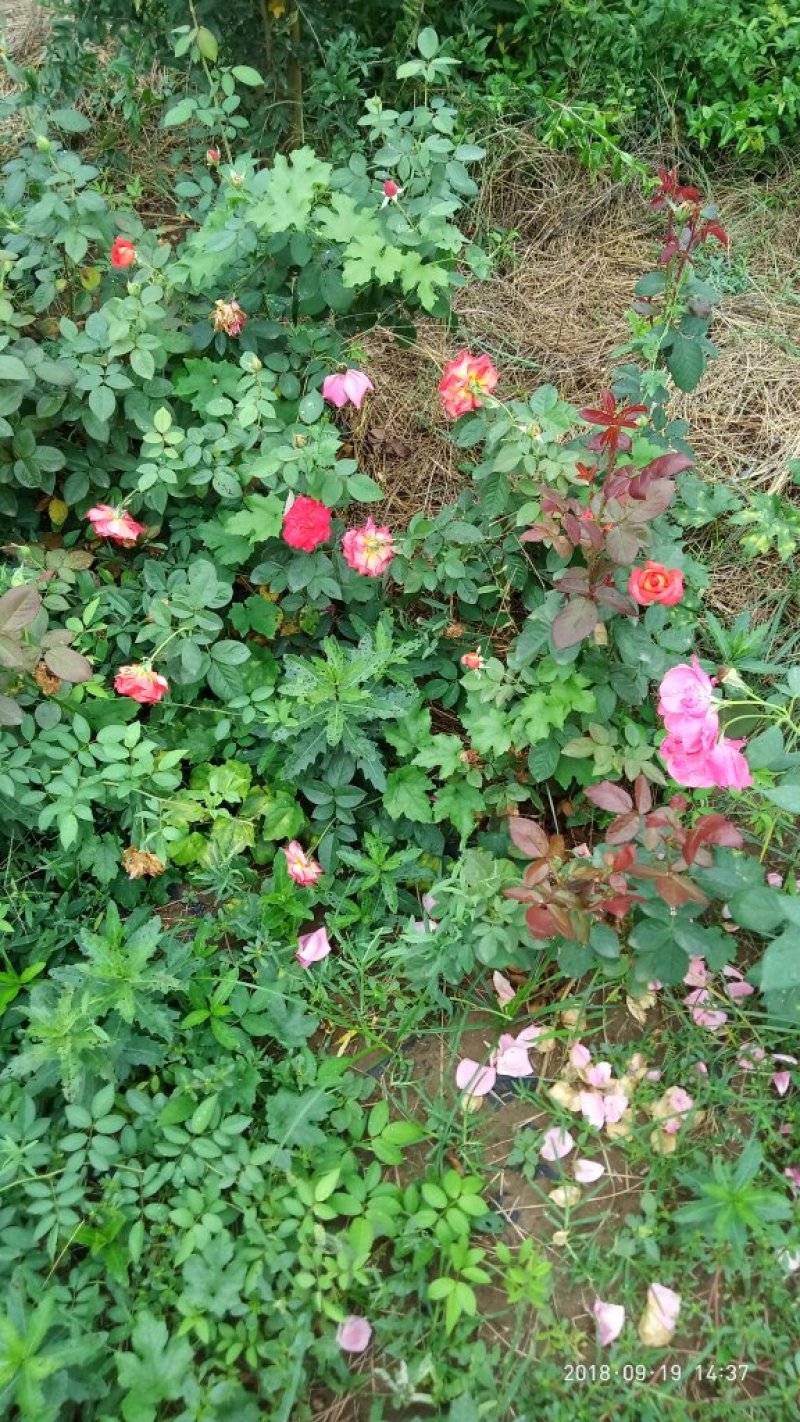 大花月季