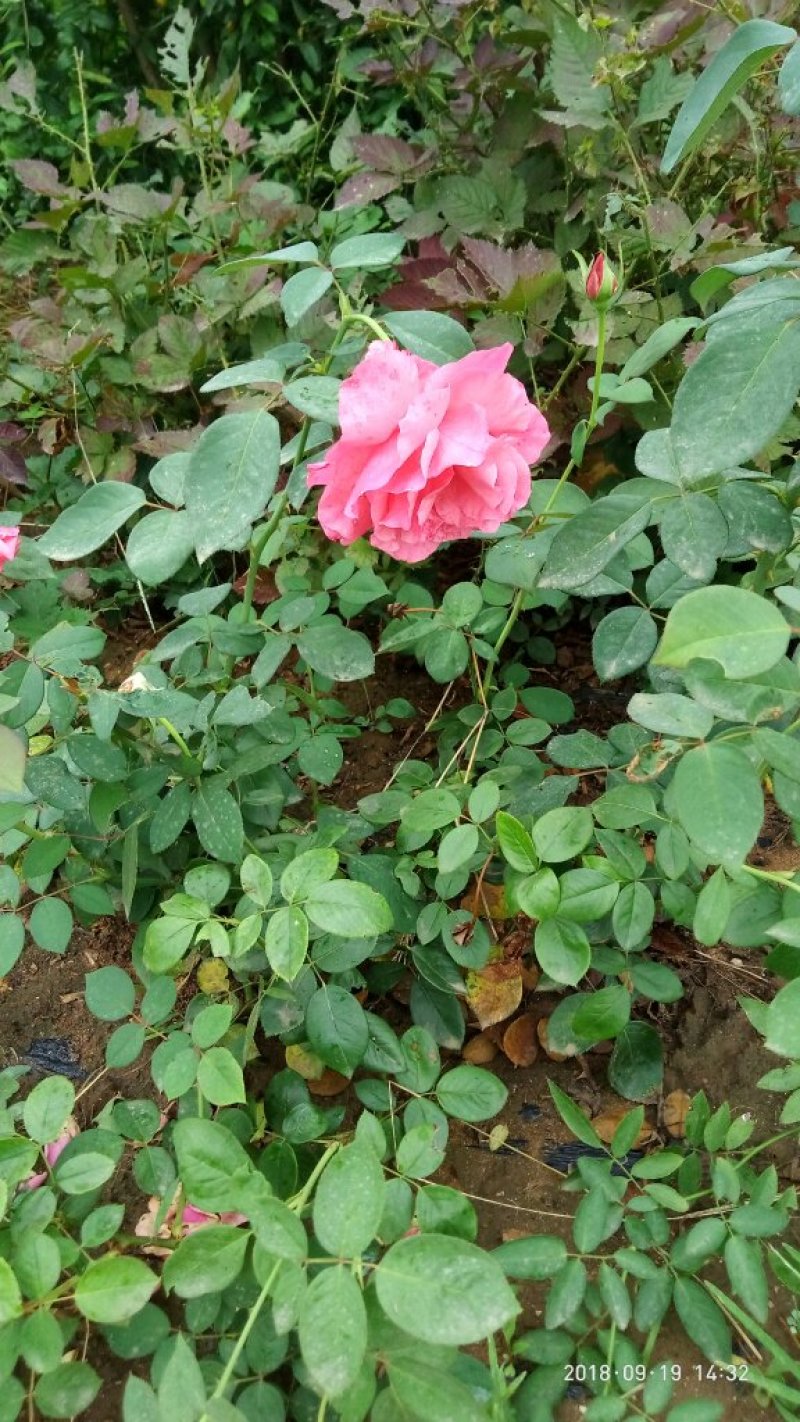 大花月季