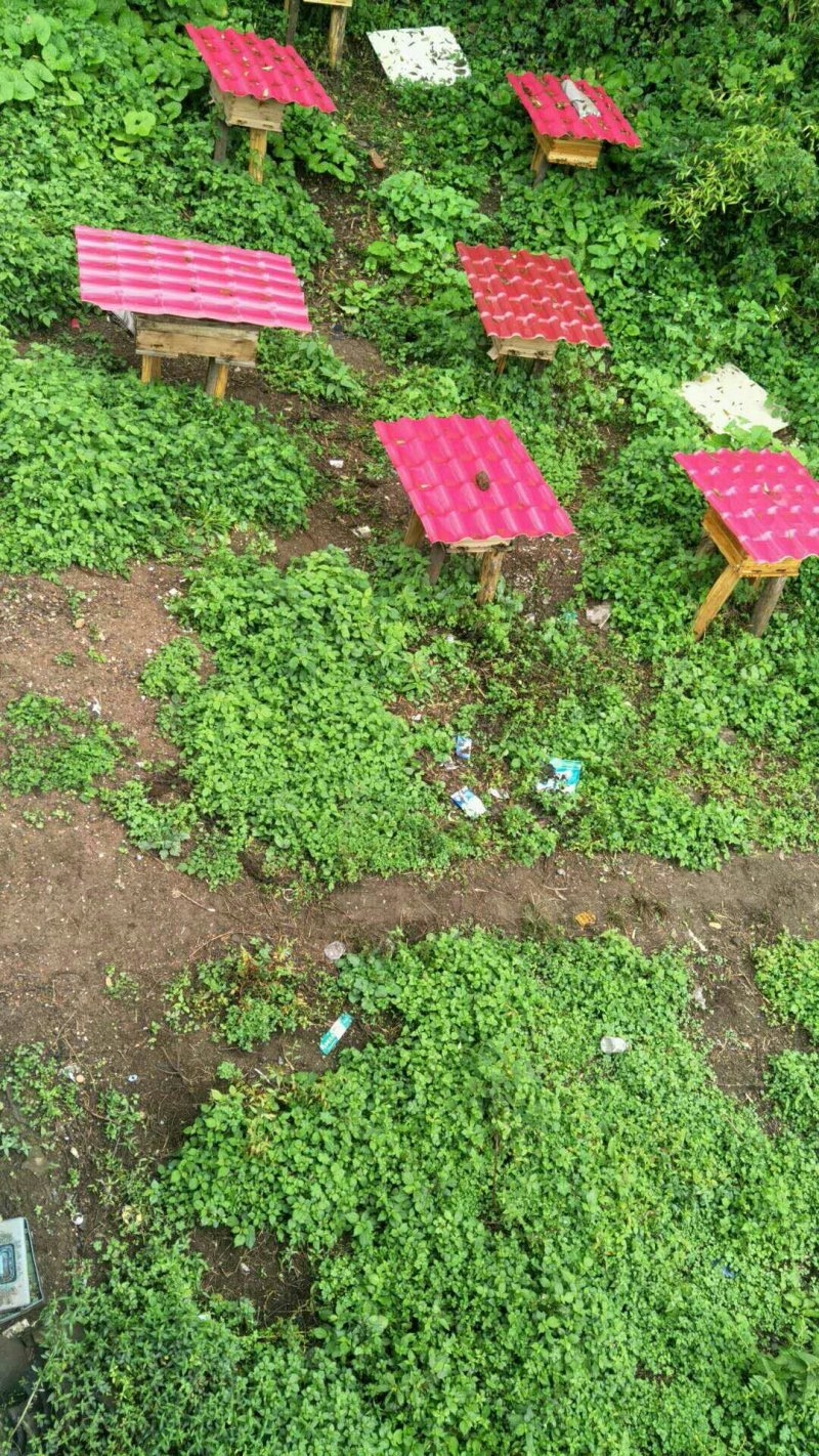 蜂蜜土蜂蜜纯正蜂蜜农家自养蜂蜜