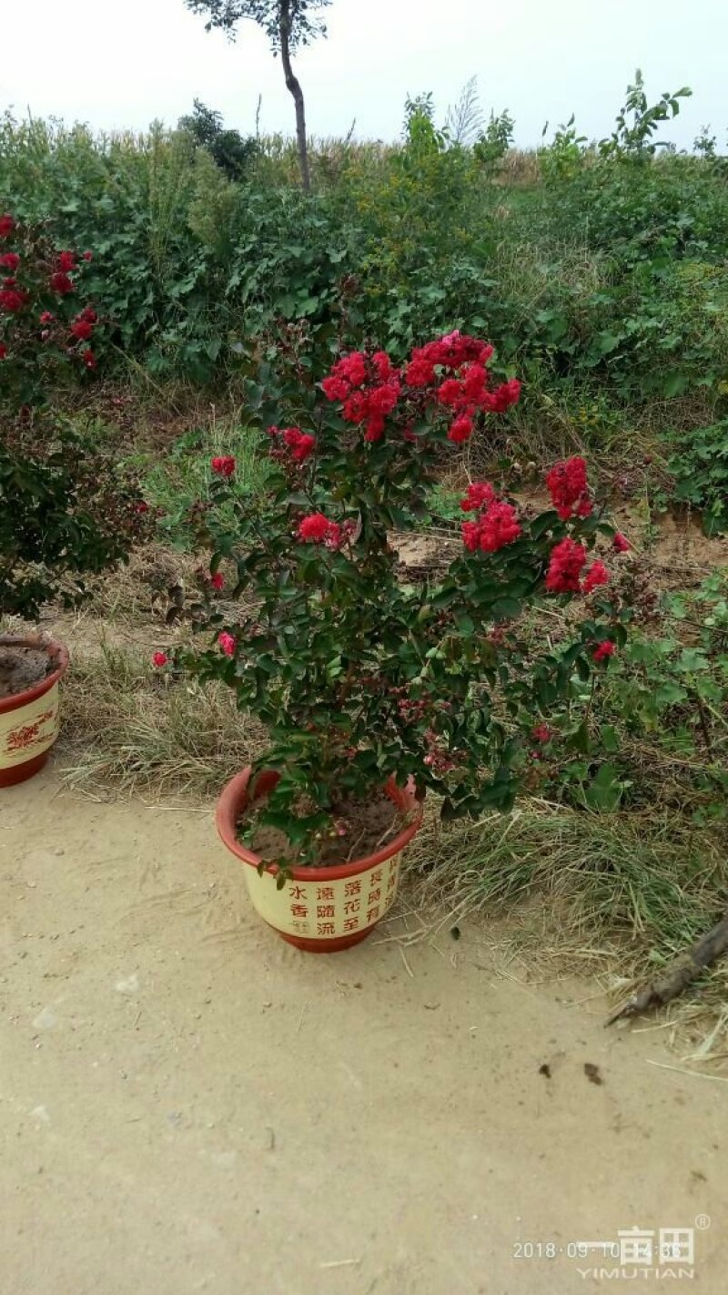 红火箭紫薇