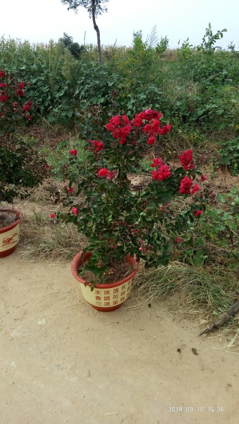 红火箭紫薇