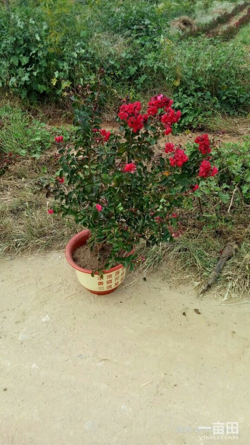 红火箭紫薇