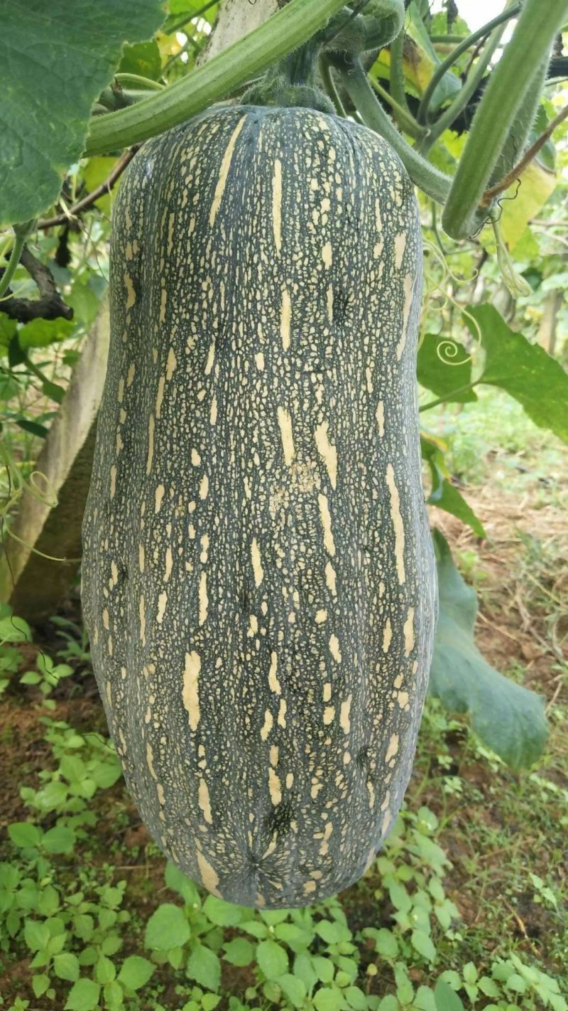 南瓜吊瓜