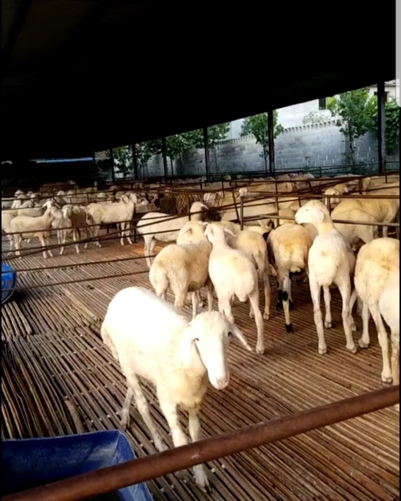 肉羊