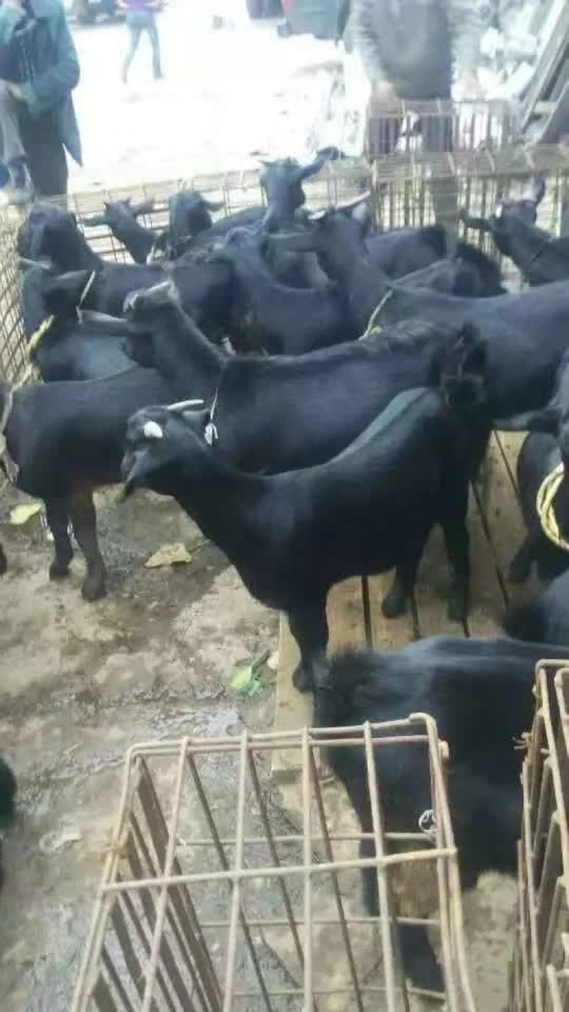 肉羊