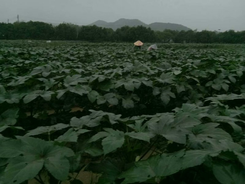 现转租26亩田地