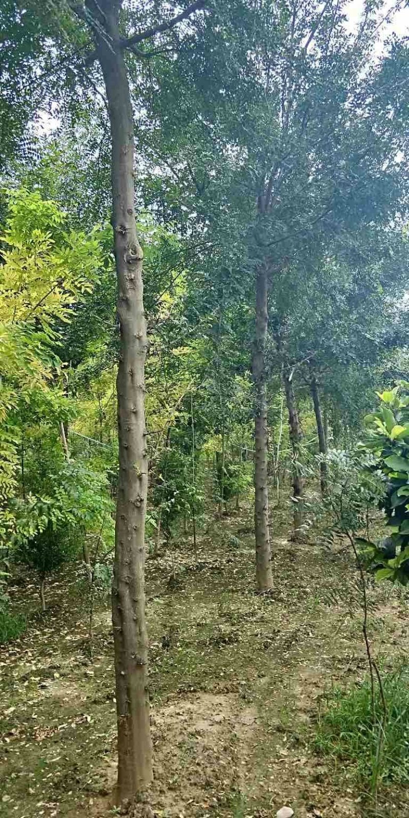 15公分皂角树