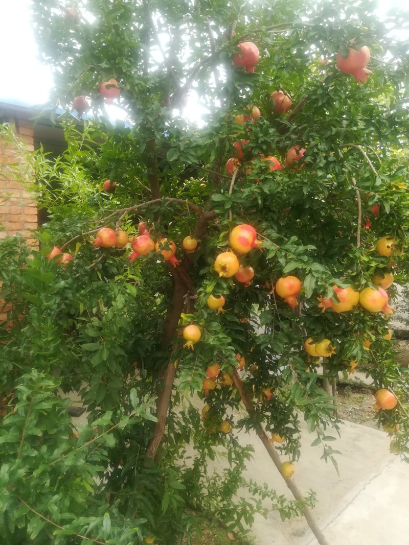 泰山红石榴苗