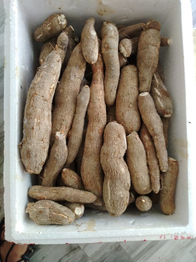 黄肉面包木薯糯